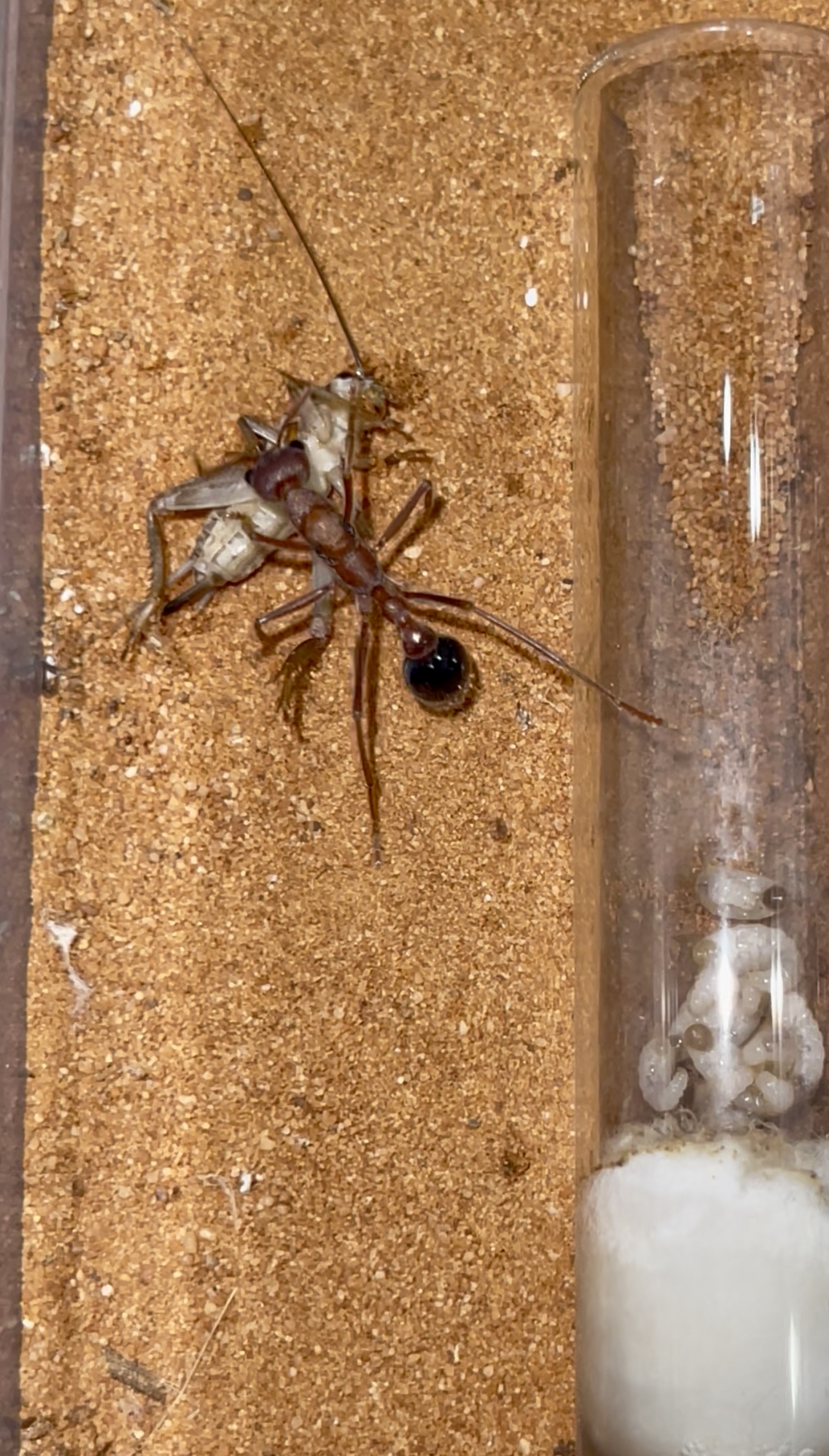 Myrmecia gratiosa with heaps of brood