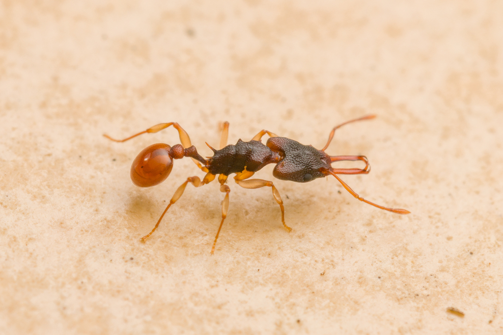 Orectognathus mjobergi Queen with eggs