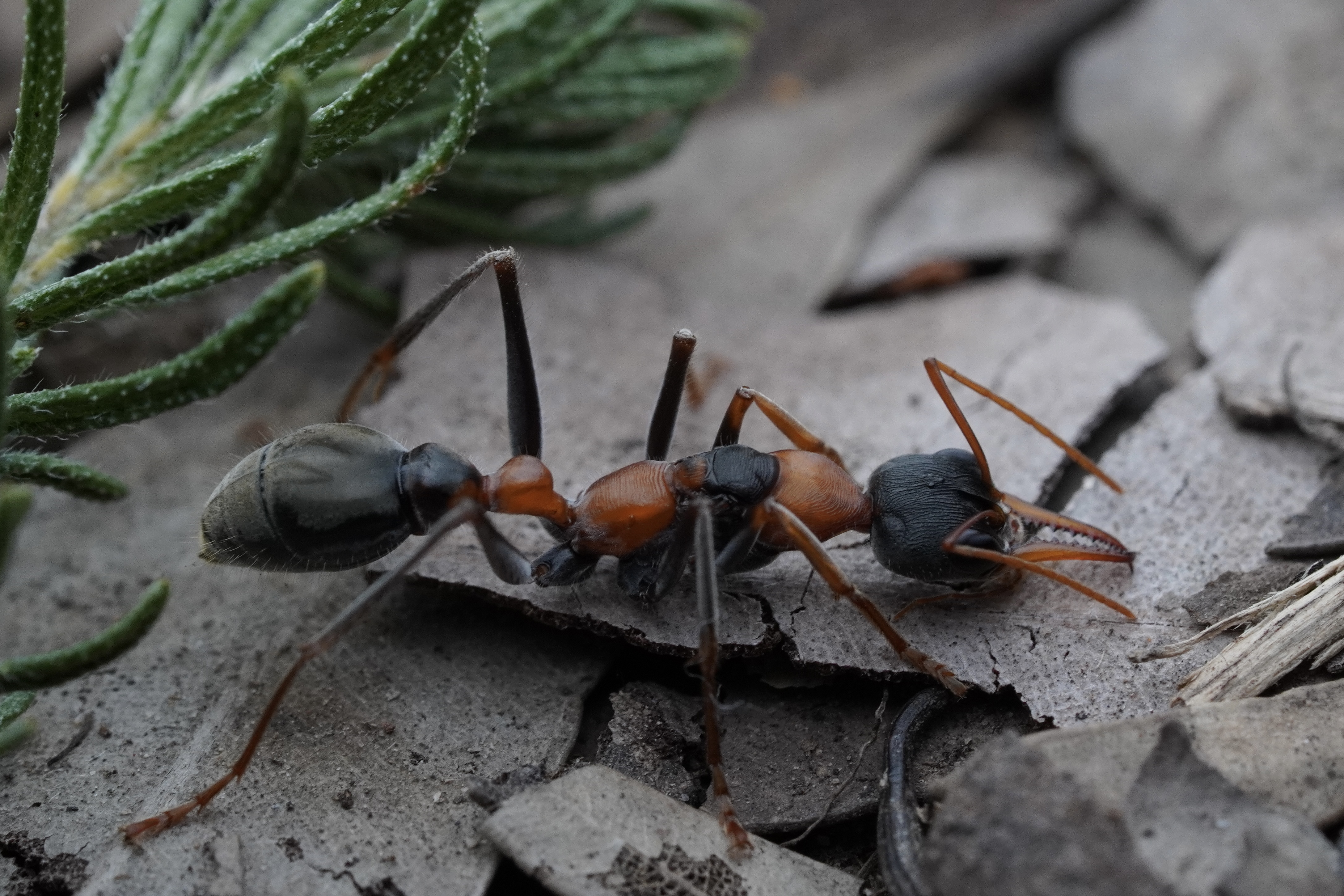 Myrmecia nigrocincta
