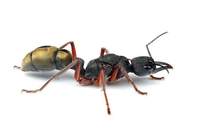 selling Myrmecia Fulvipes freshly caught