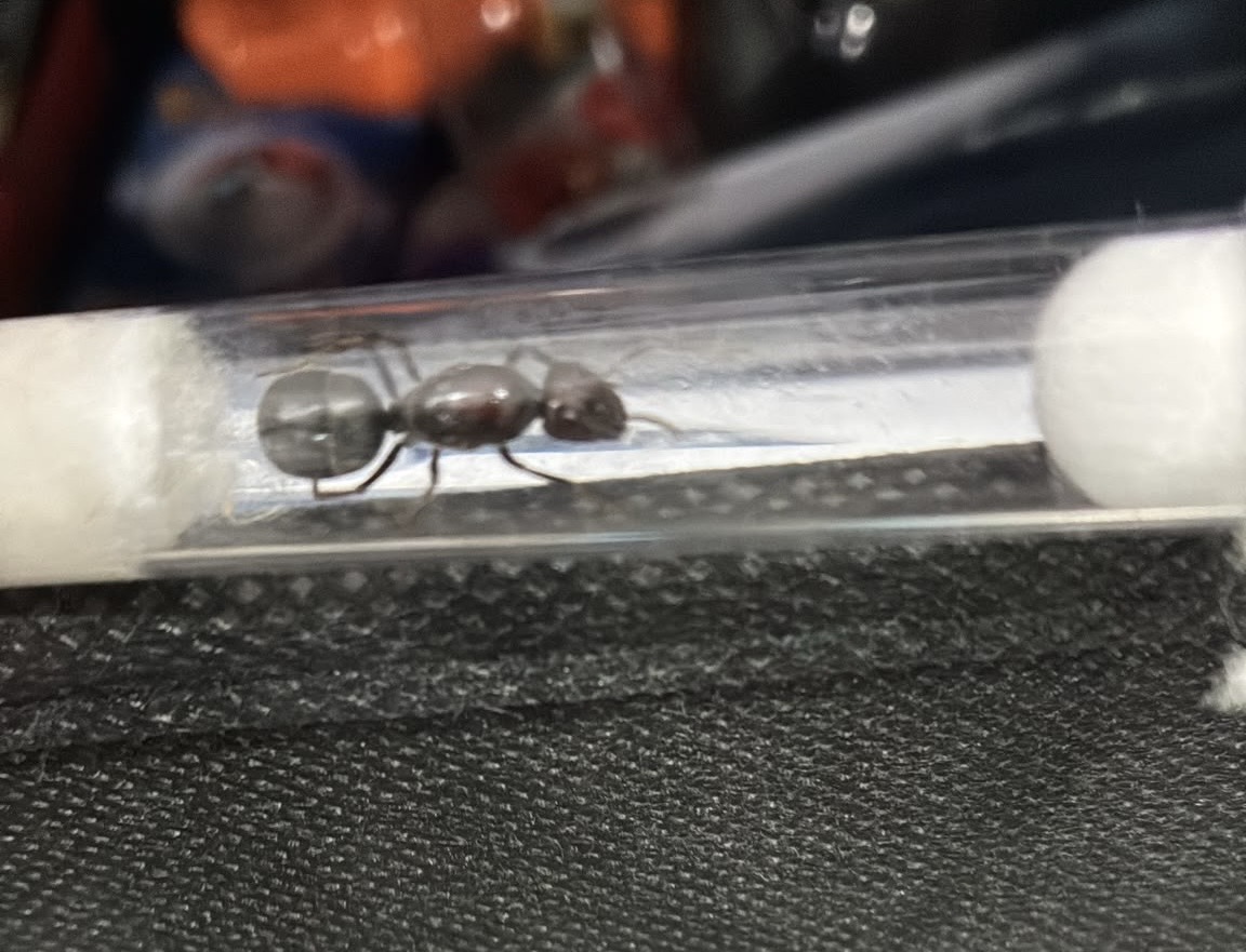campounutus sufeses