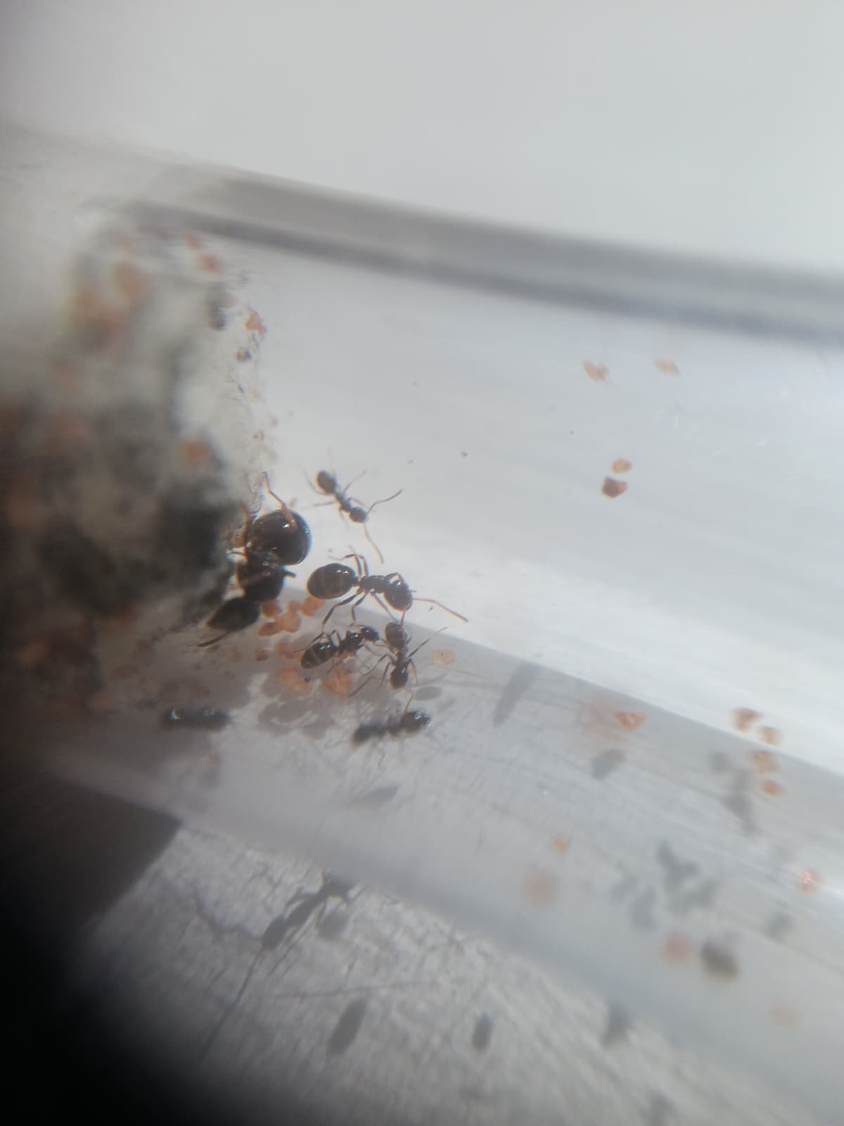 Mini Melophorus - 5 workers & 1 Major