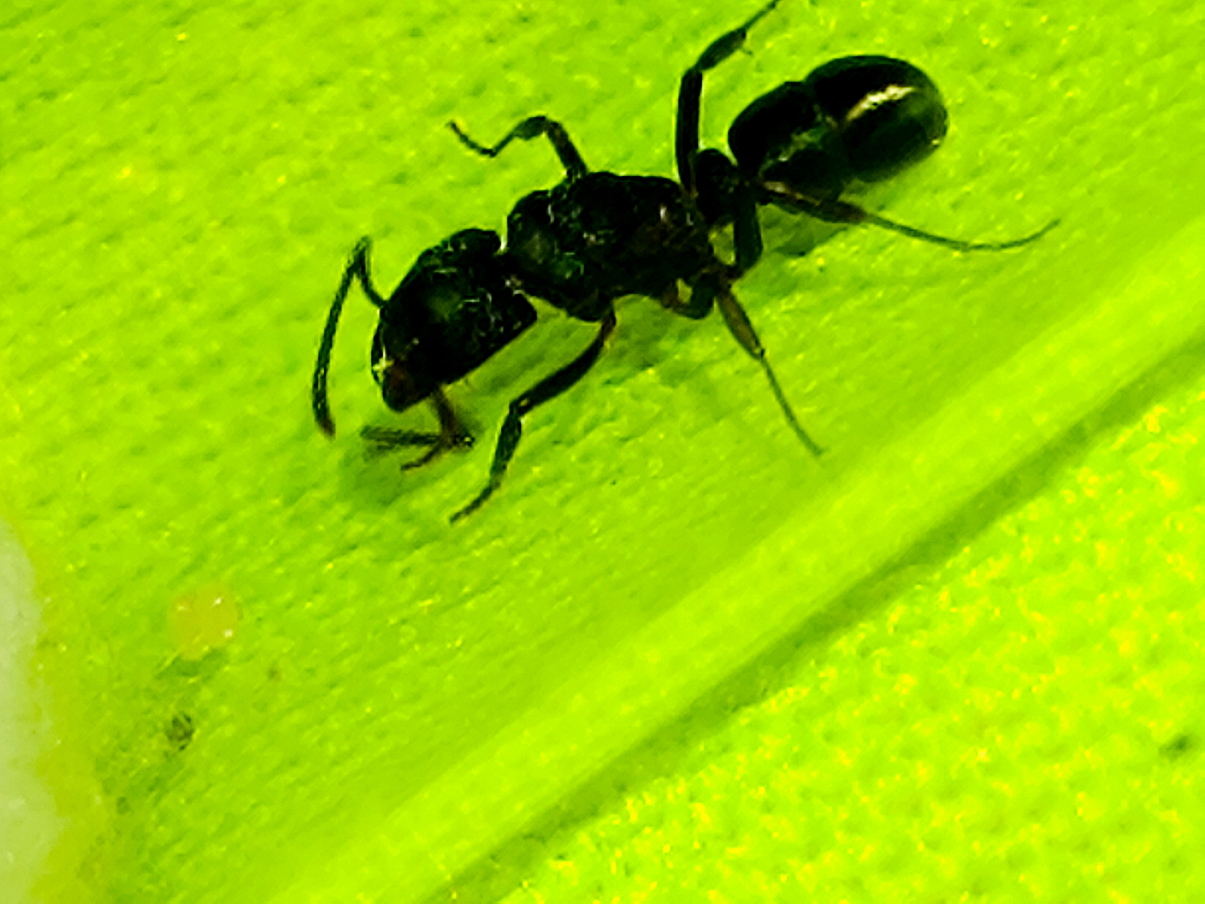 Rhytidoponera metallica