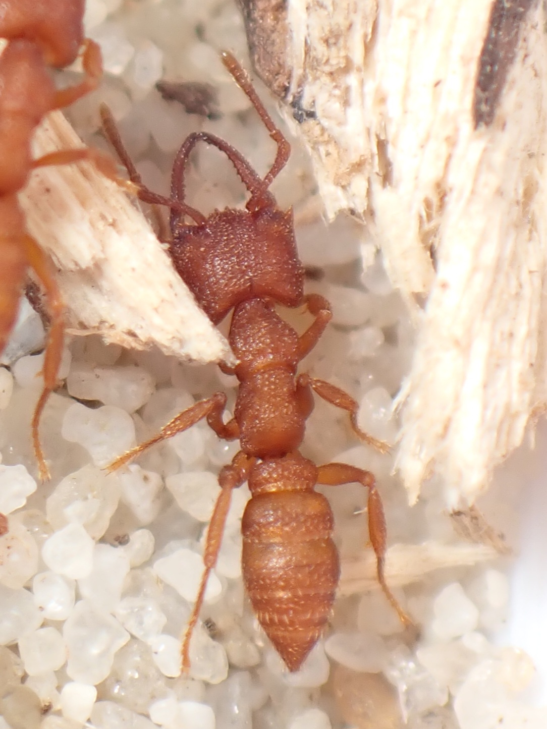 3 x Mystrium camillae minor worker specimens