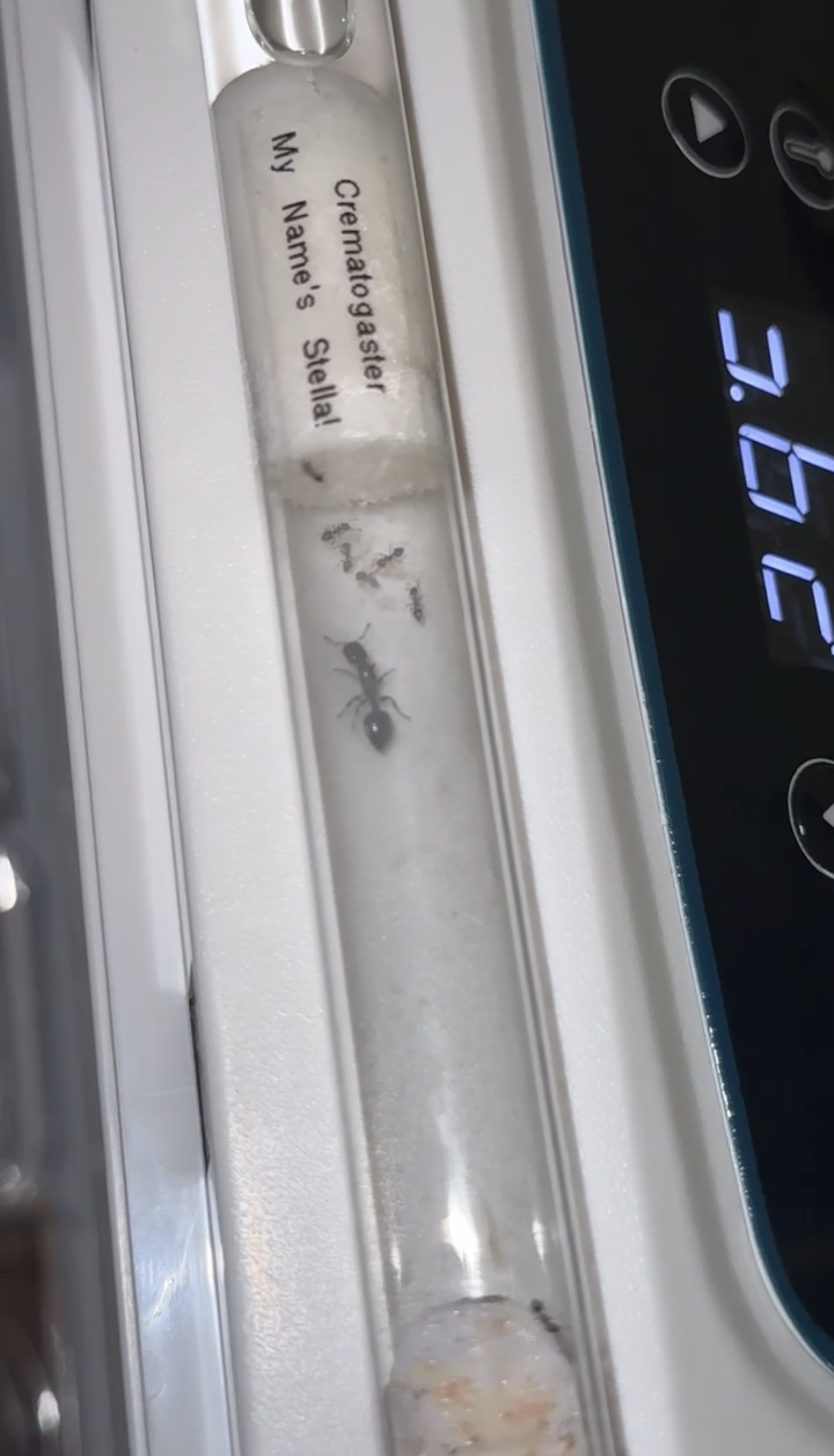 Acrobat ant colony – queen and 6–8 workers