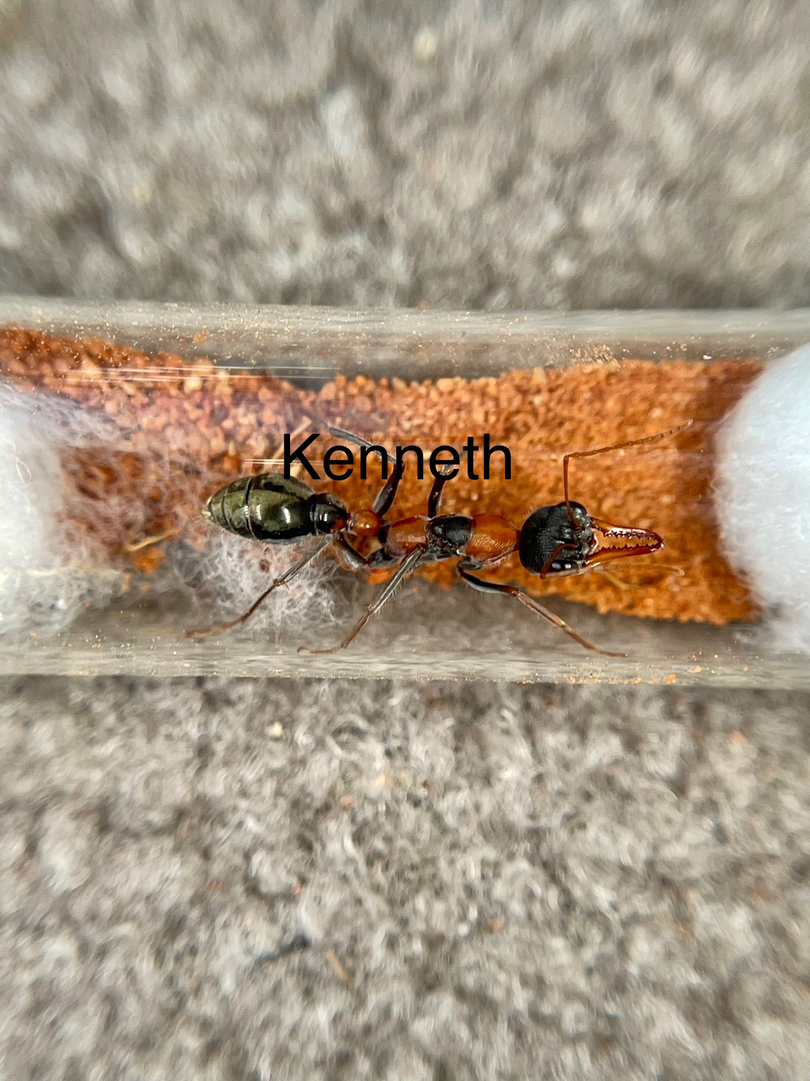 Myrmecia nigrocincta