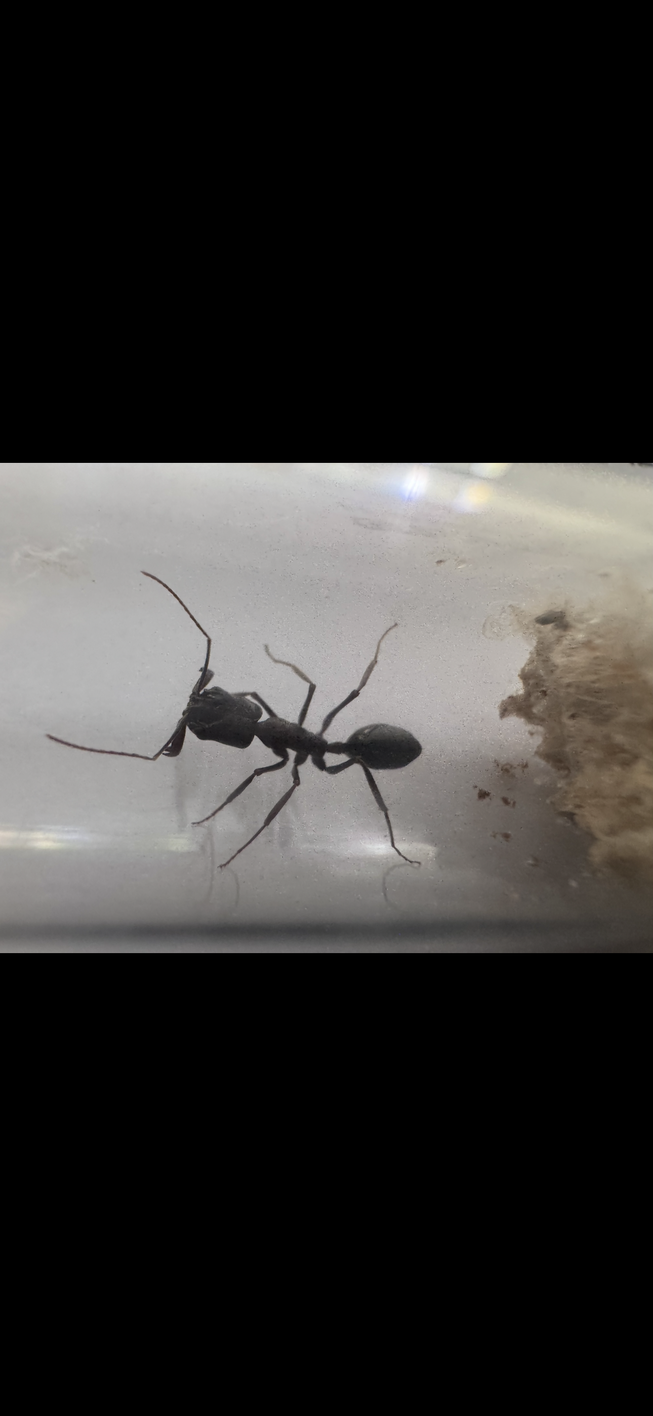 Trap-jaw Queen — Odontomachus sp. “Desert” — Test-tube Setup