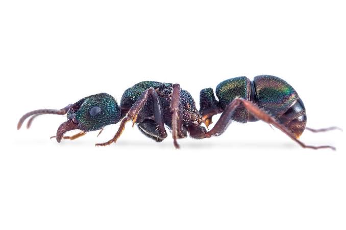 Rhytidoponera metallica queens (single, double and triple)