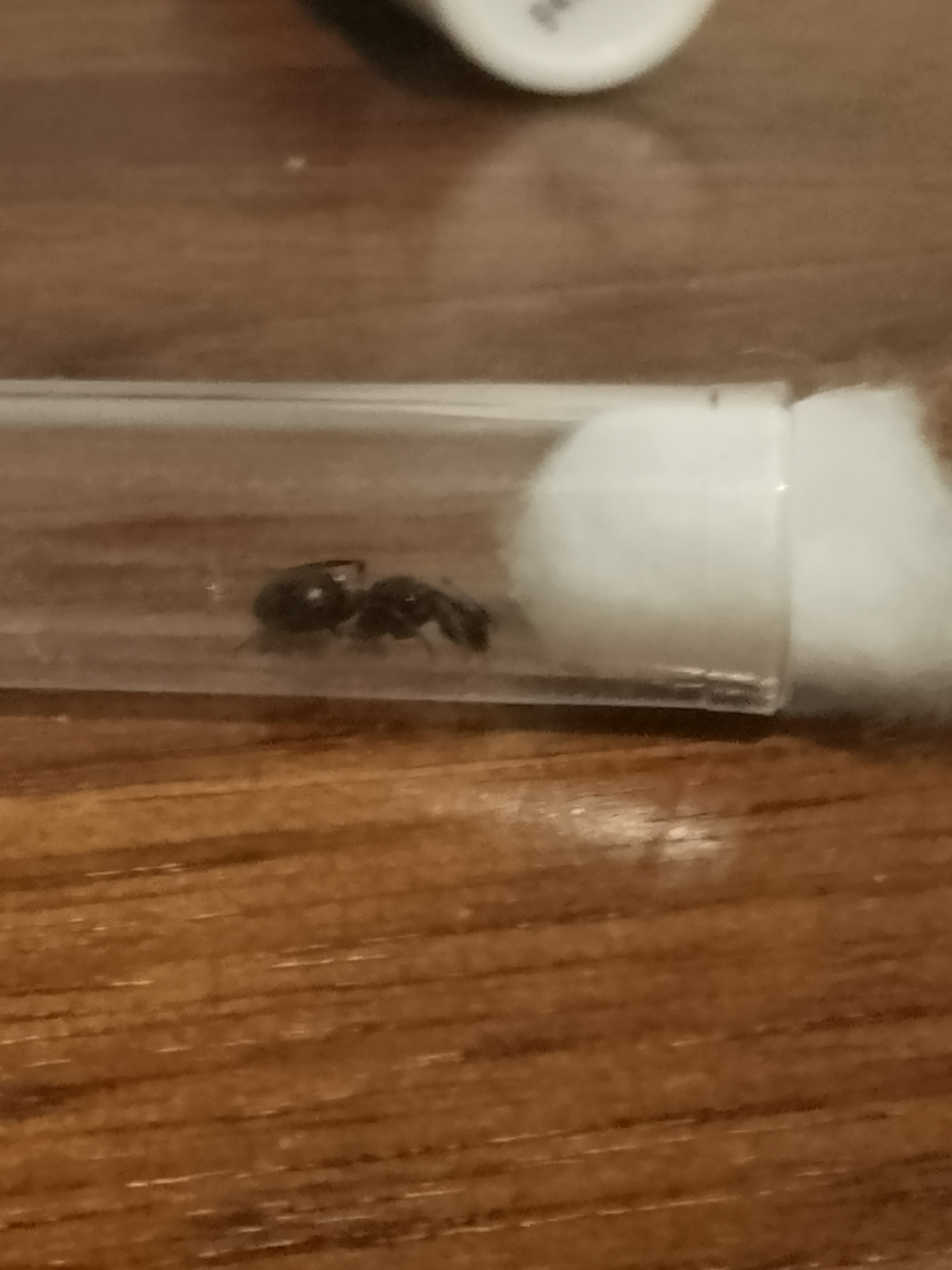 Camponotus sp. -$25