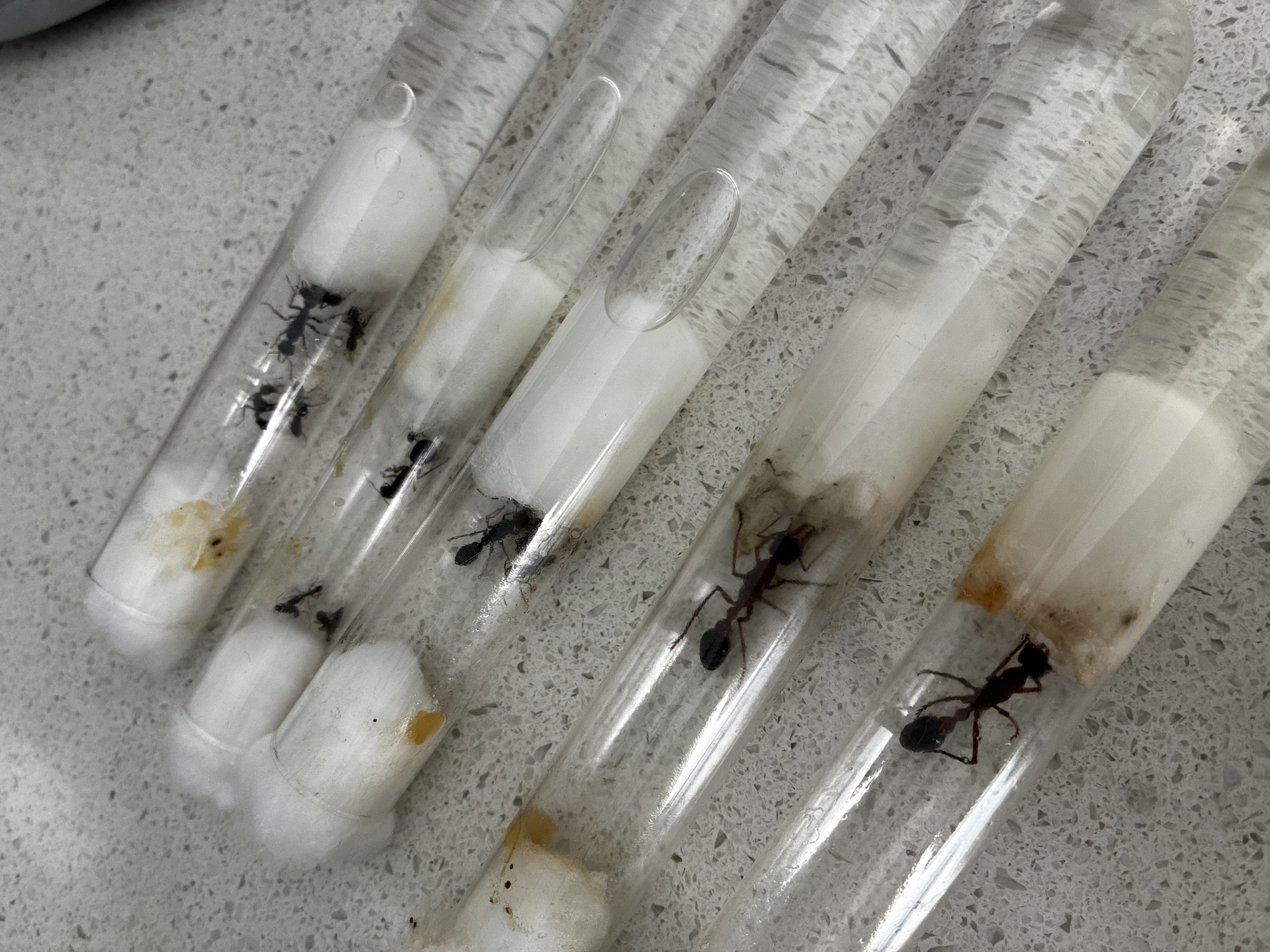 SALE - Myrmecia need re homing