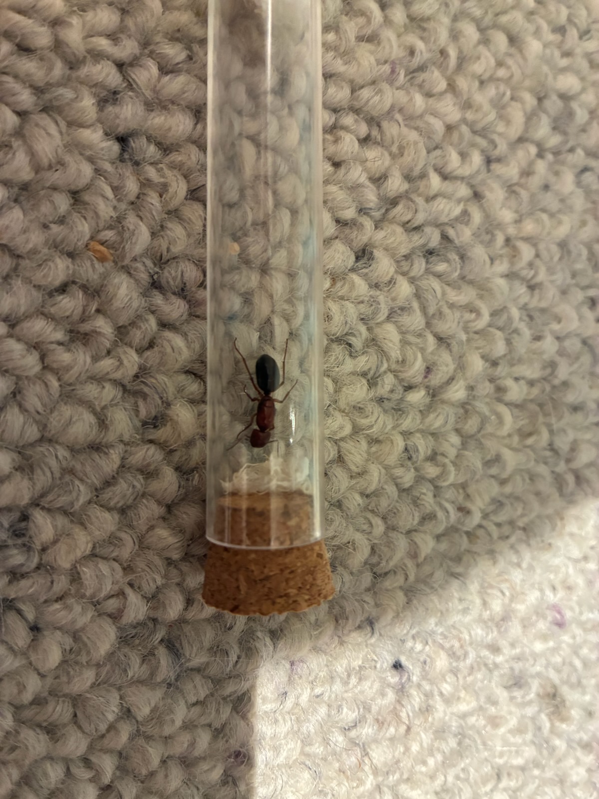 Various Myrmecia and other ants for sale