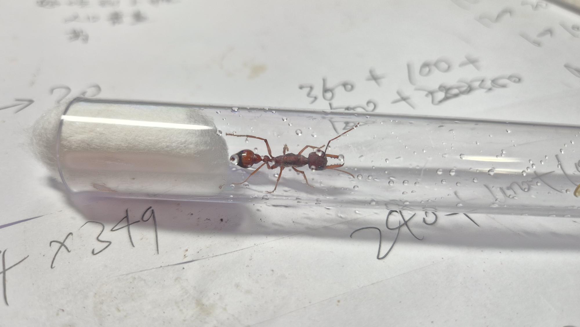Freshly caught Myrmecia nigriscapa queen for sale