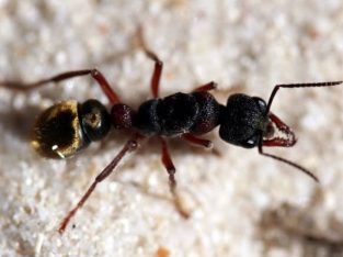 queen ants myrmecia australia